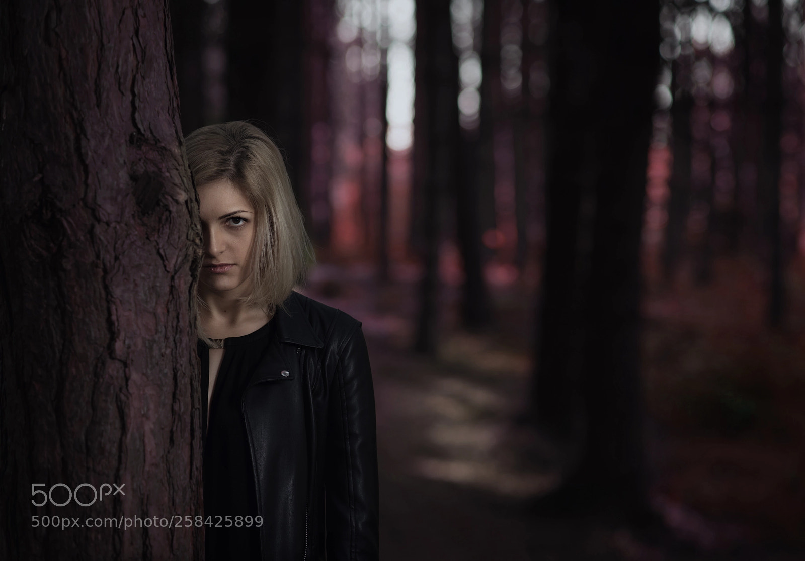 Nikon D750 sample photo. Dark woods photography
