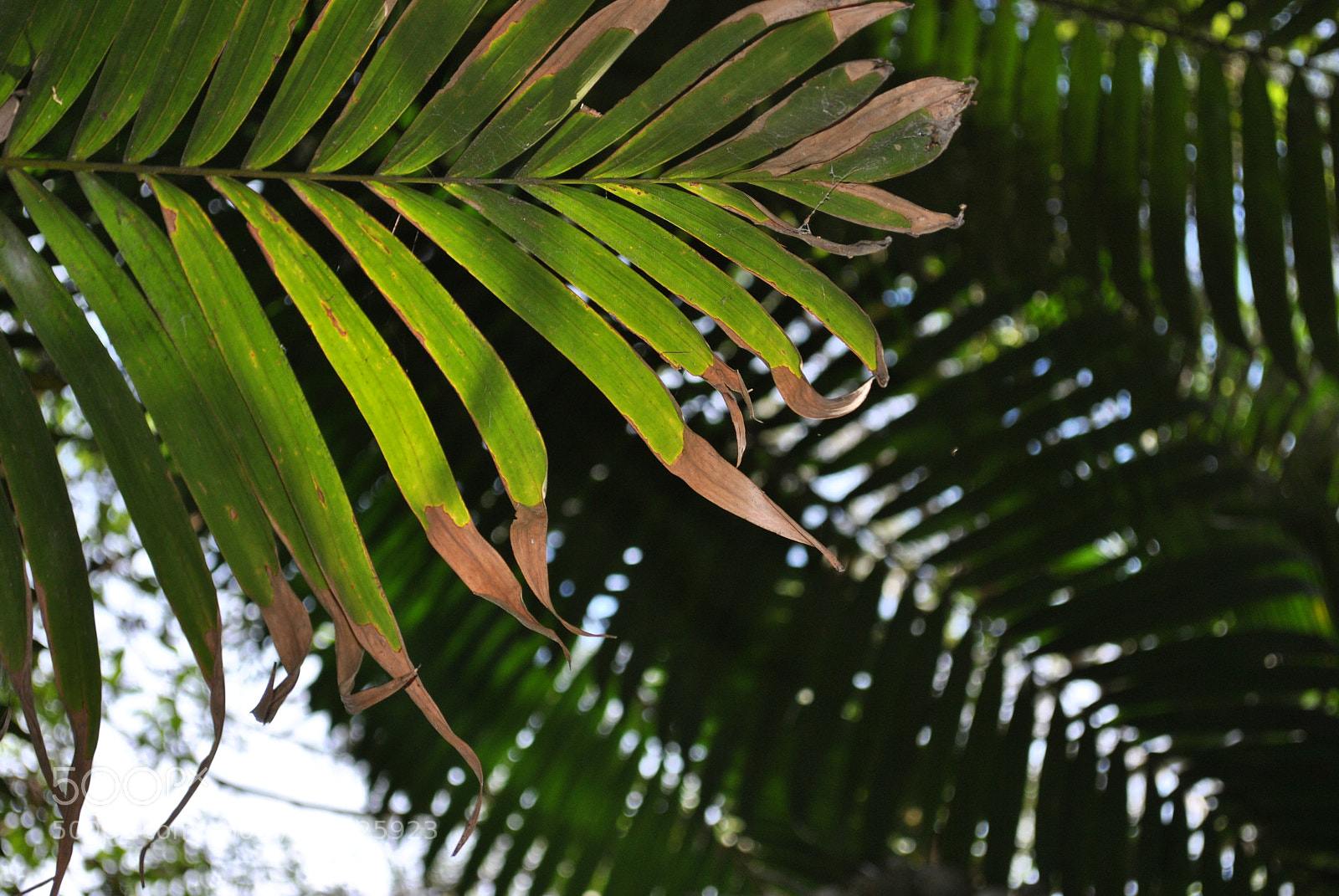 Nikon D3000 sample photo. ??? photography