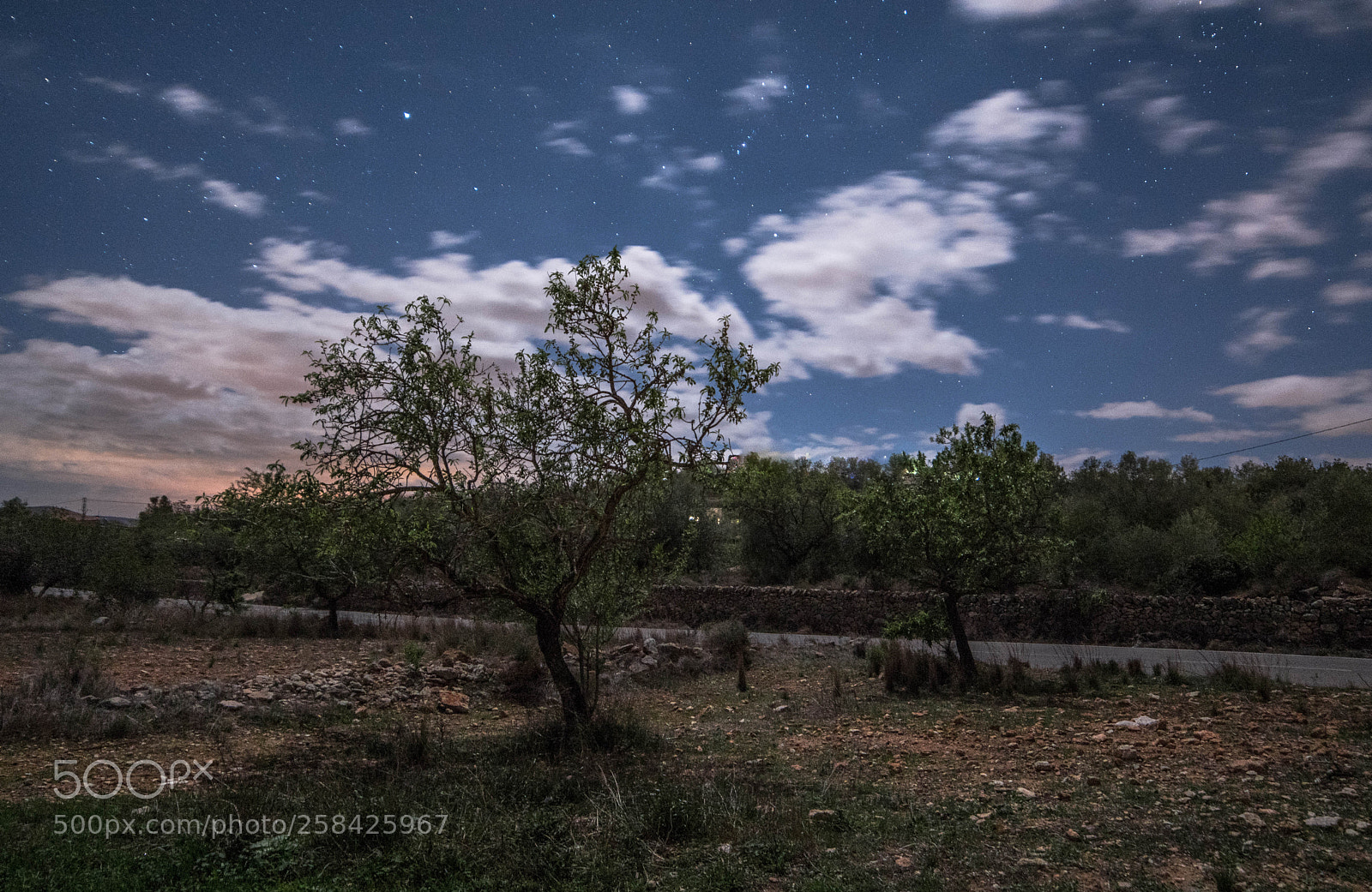 Nikon D5500 sample photo. Olive tree and moonlight photography