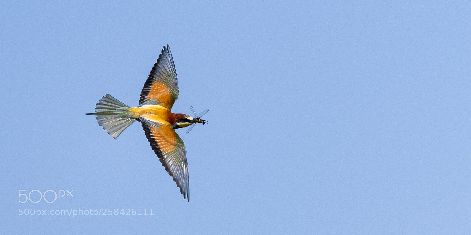 Nikon D850 sample photo. Bienenfresser  photography
