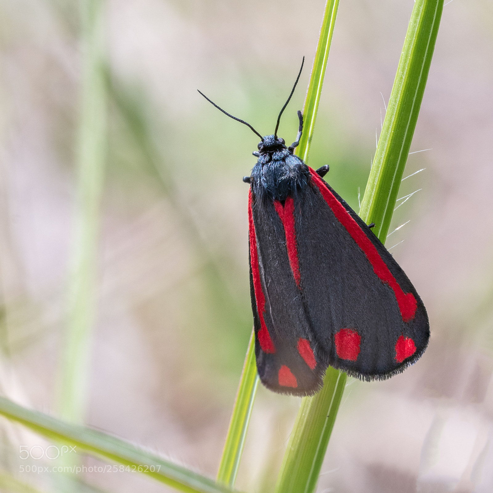 Nikon D500 sample photo. Cinnabar moth photography