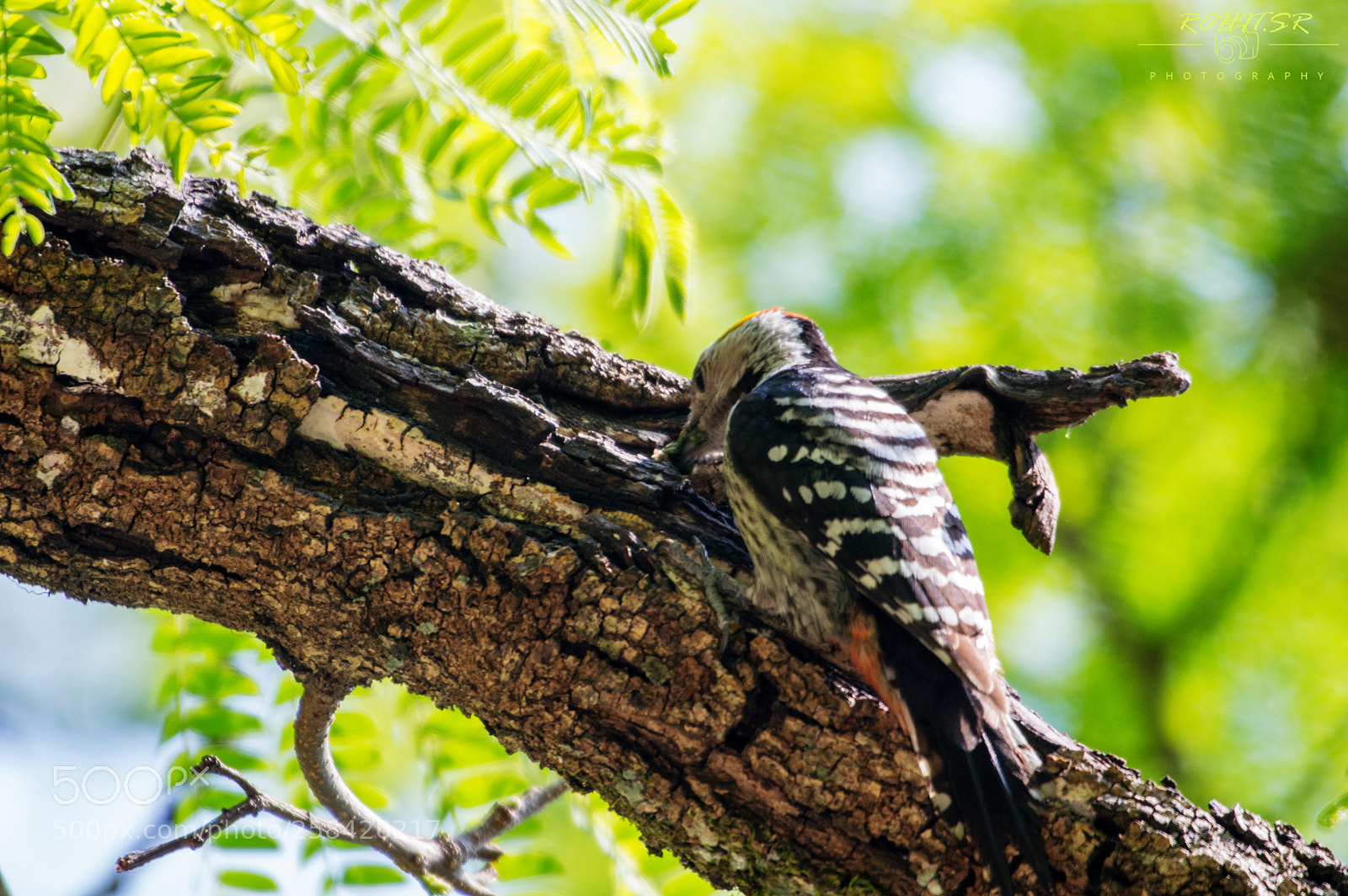 Nikon D3200 sample photo. Yellow backed woodpecker photography