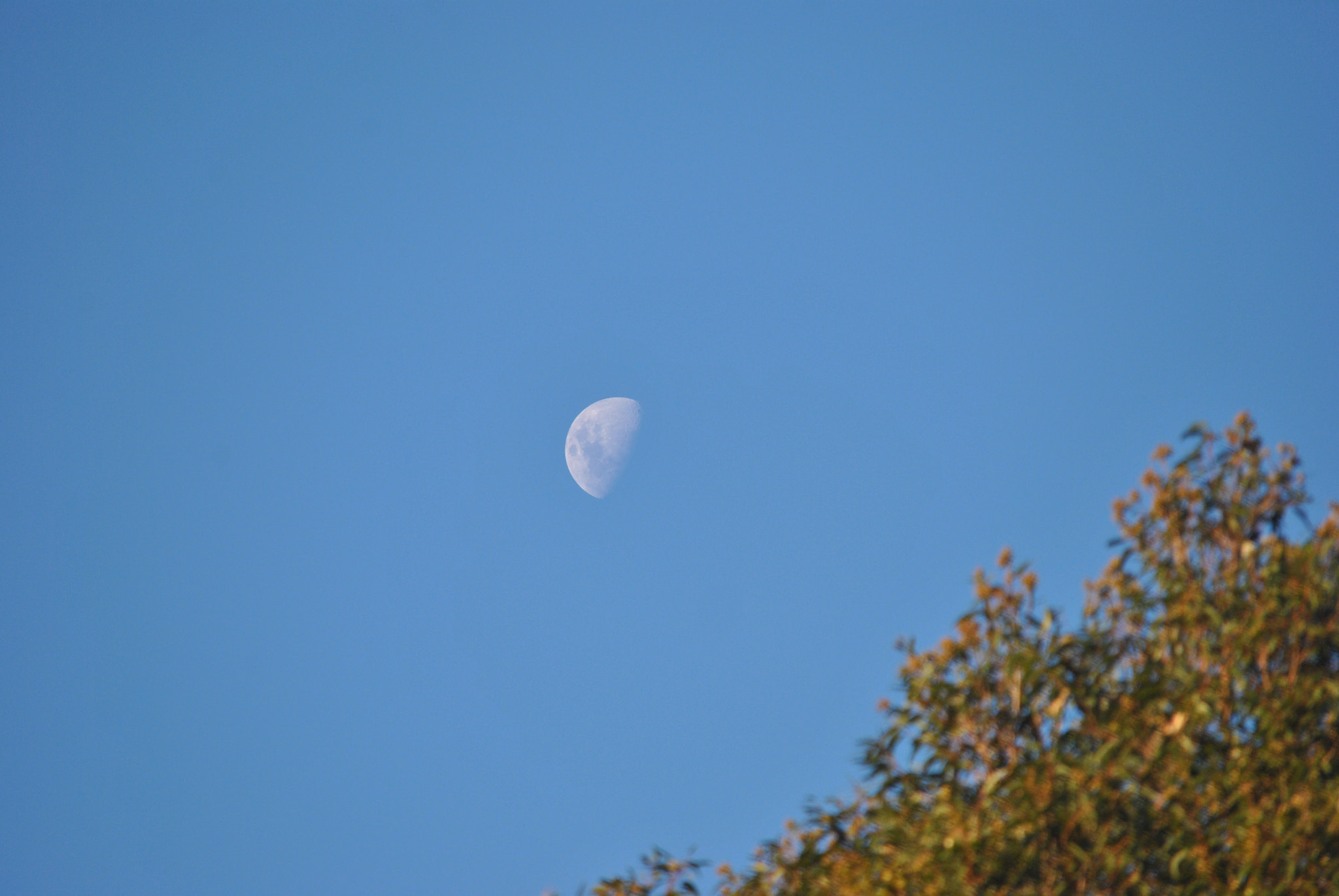 Nikon D3000 sample photo. 🌙 photography