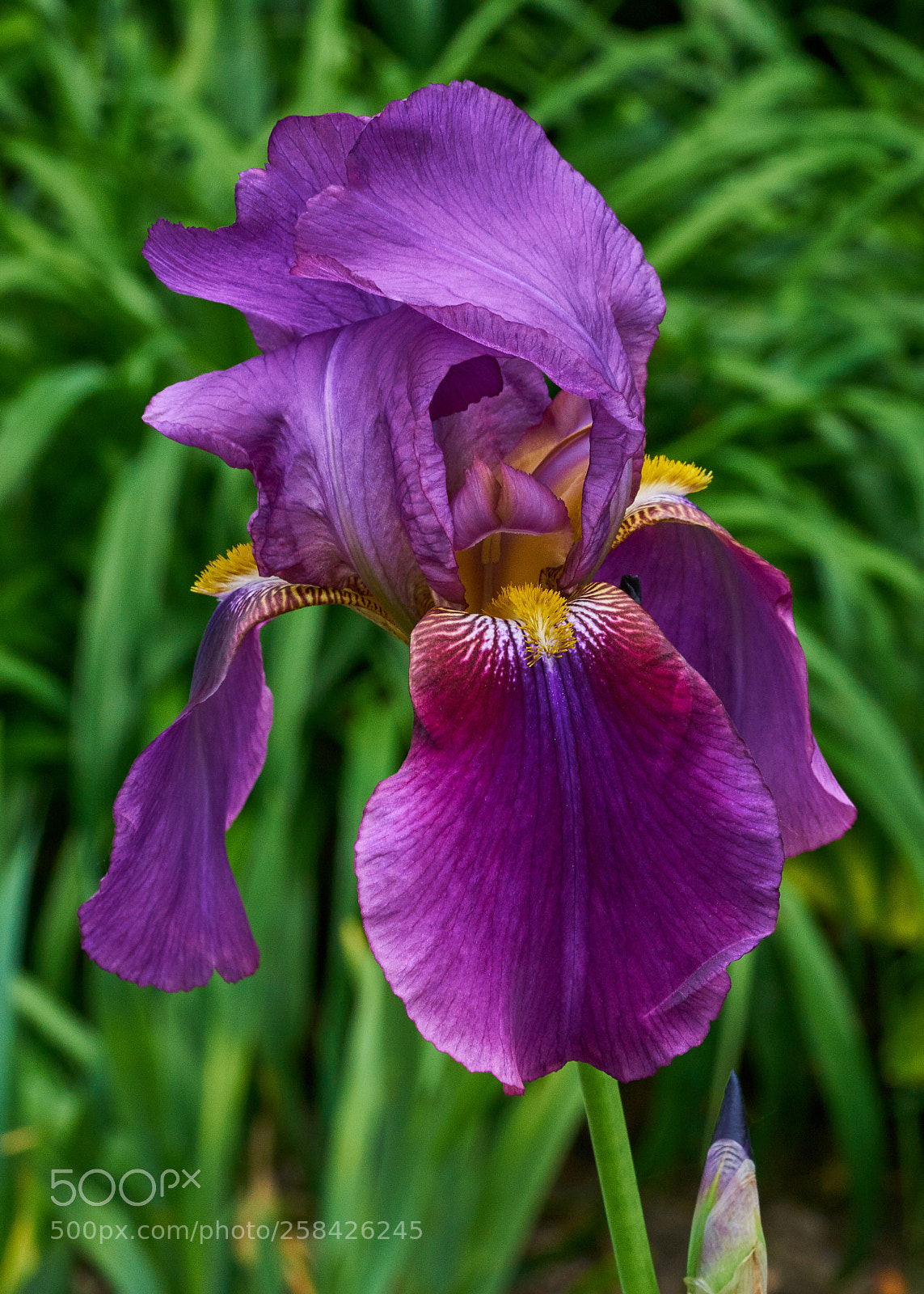 Sony a7R II sample photo. Iris photography