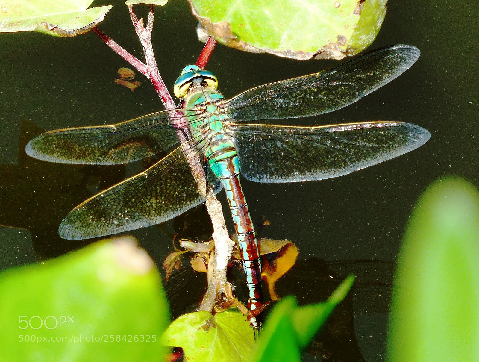 Panasonic Lumix DMC-FZ200 sample photo. Dragonfly photography
