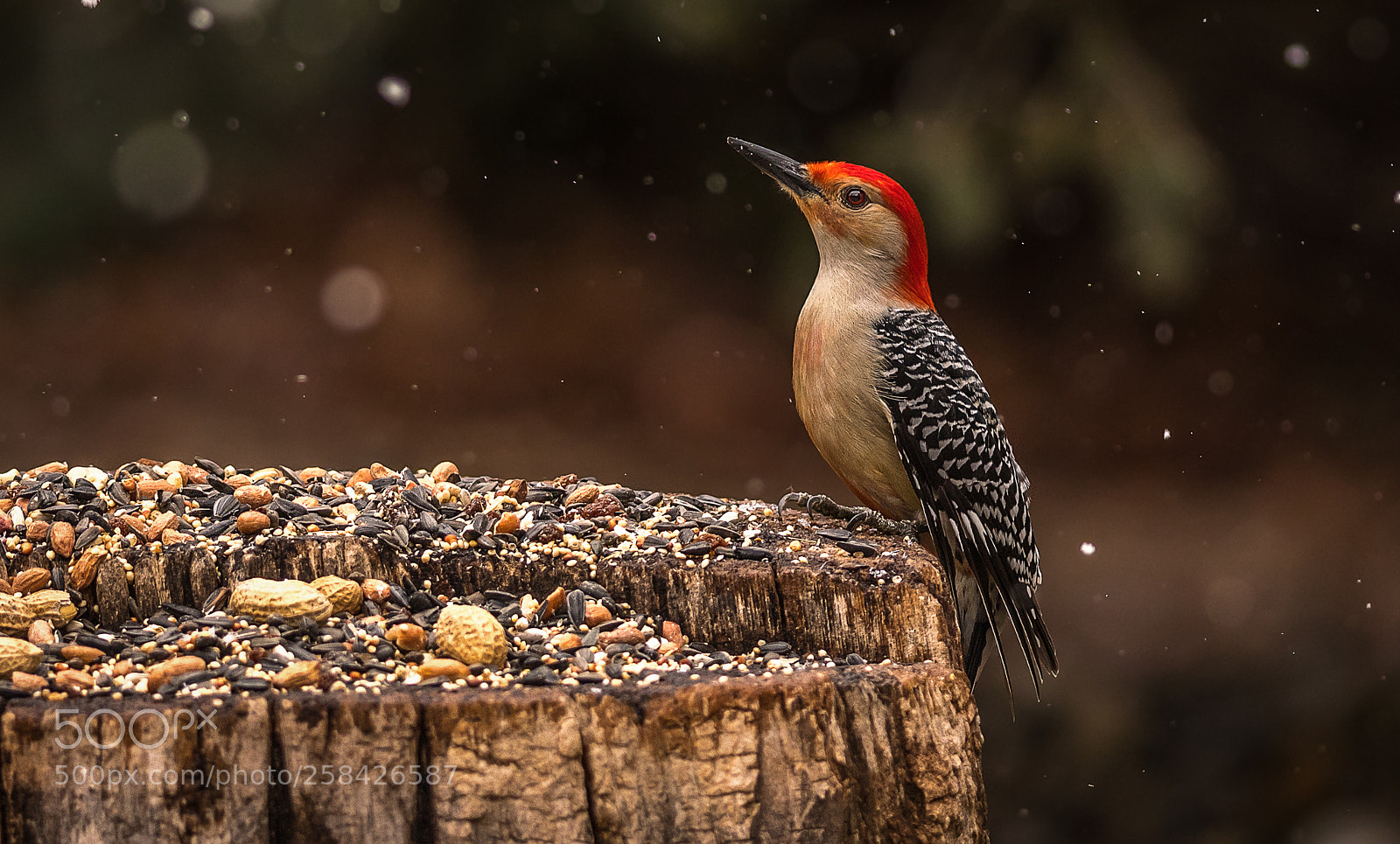 Nikon D500 sample photo. Red-bellied woodpecker in spring photography