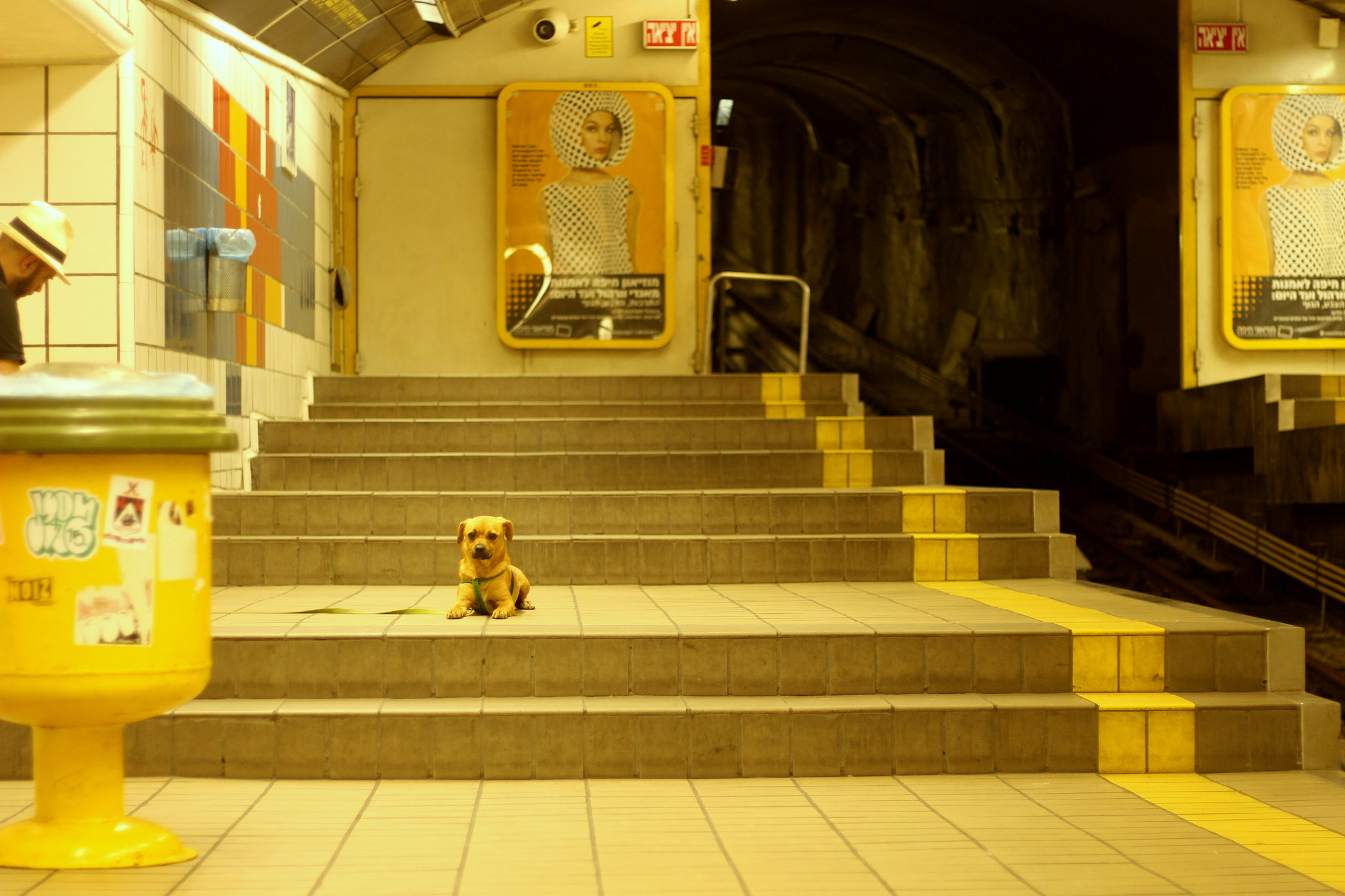 Canon EOS 700D (EOS Rebel T5i / EOS Kiss X7i) sample photo. Dog in the metro photography