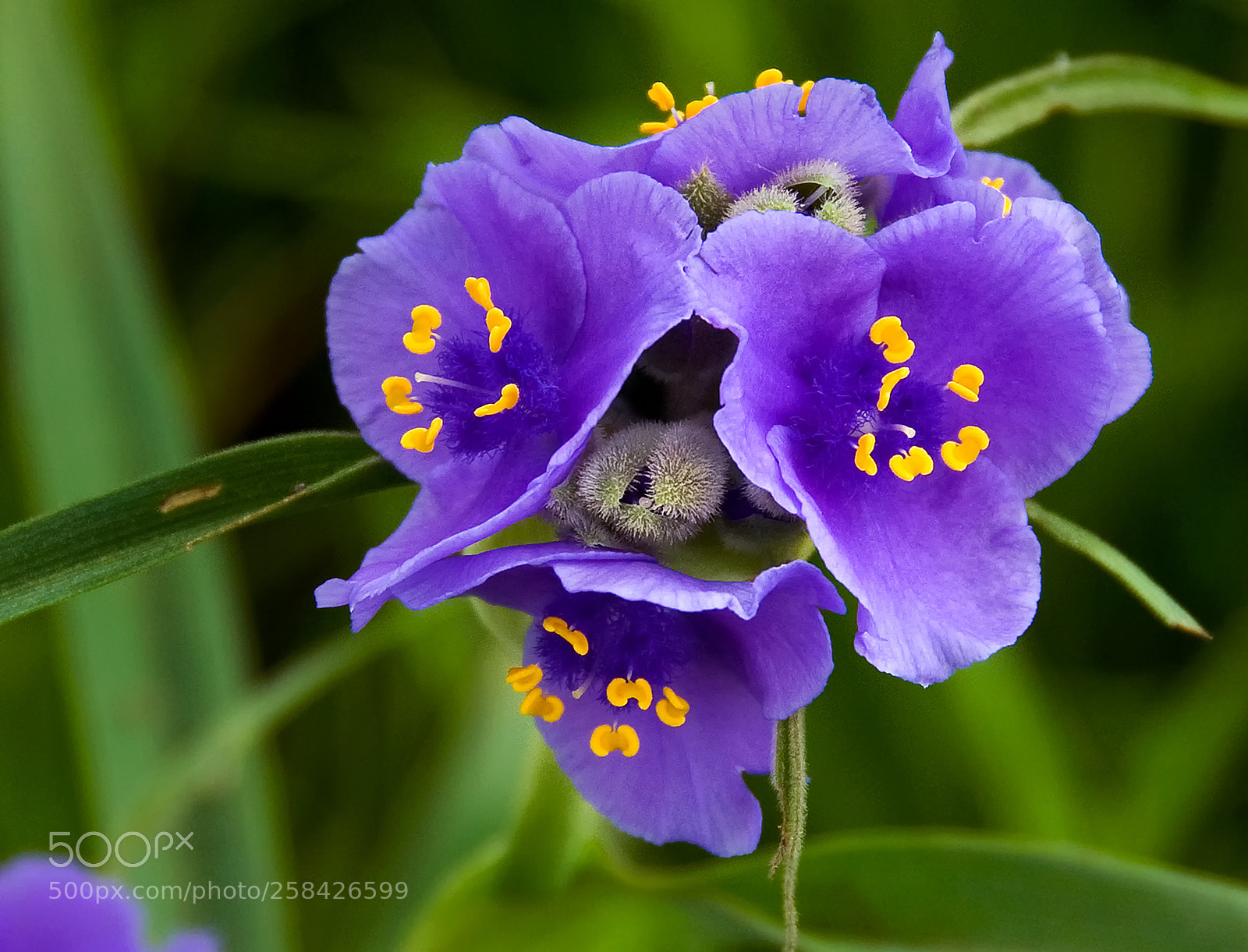 Nikon D300 sample photo. Spiderwort - tradescantia photography