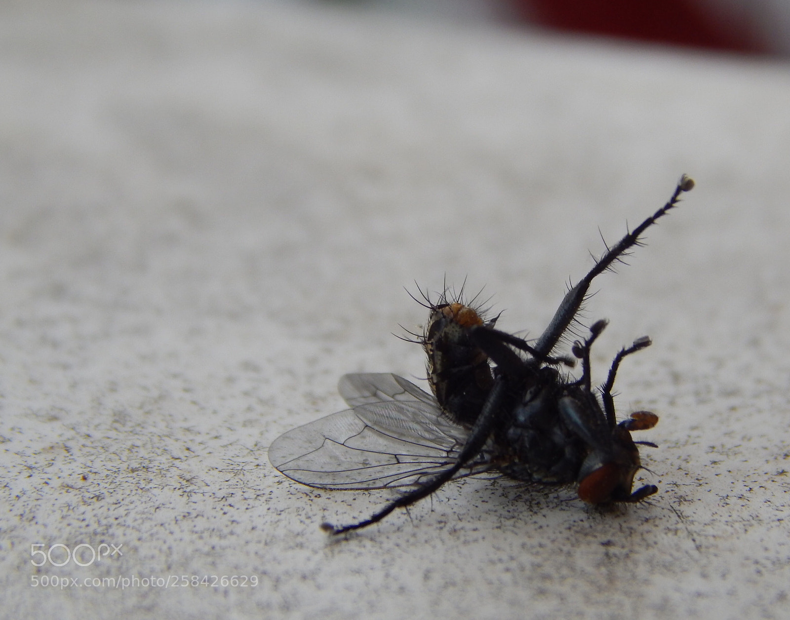 Nikon Coolpix L820 sample photo. Dead fly photography