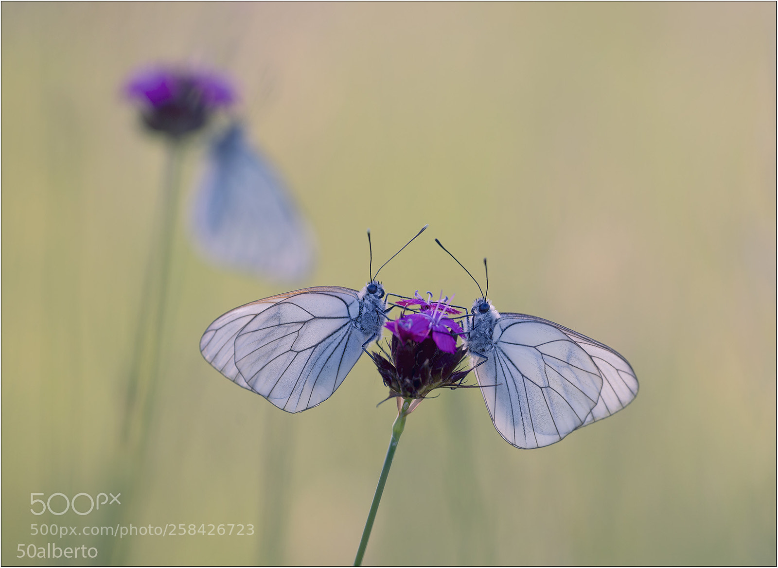 Nikon D610 sample photo. Aporie crataegi. photography