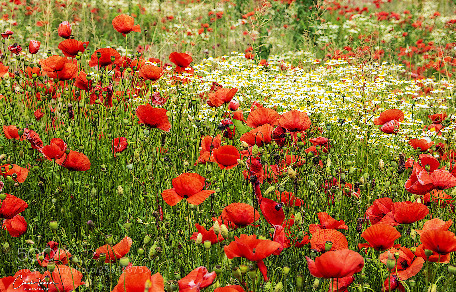 Nikon D5600 sample photo. Poppy field photography