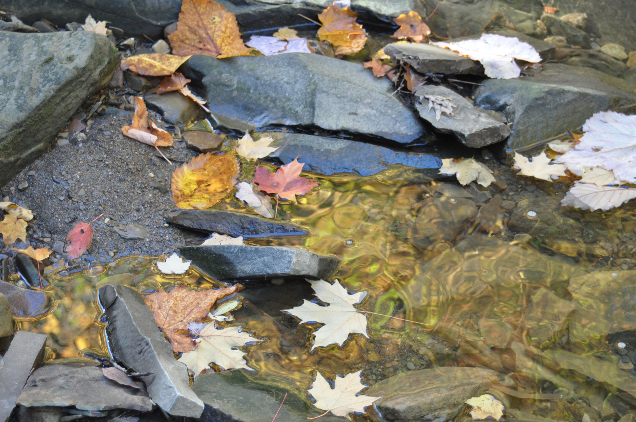 Tamron AF 28-80mm F3.5-5.6 Aspherical sample photo. Fall leaves photography