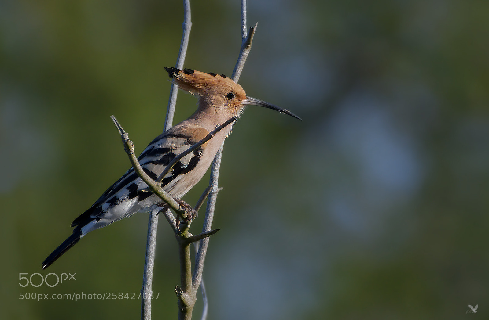 Nikon D500 sample photo. Wiedehopf_(upupa epops) ... photography