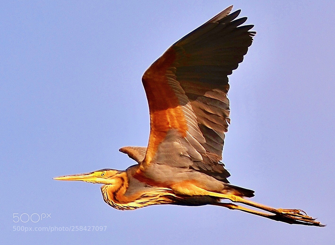 Nikon D7000 sample photo. Heron in flight photography