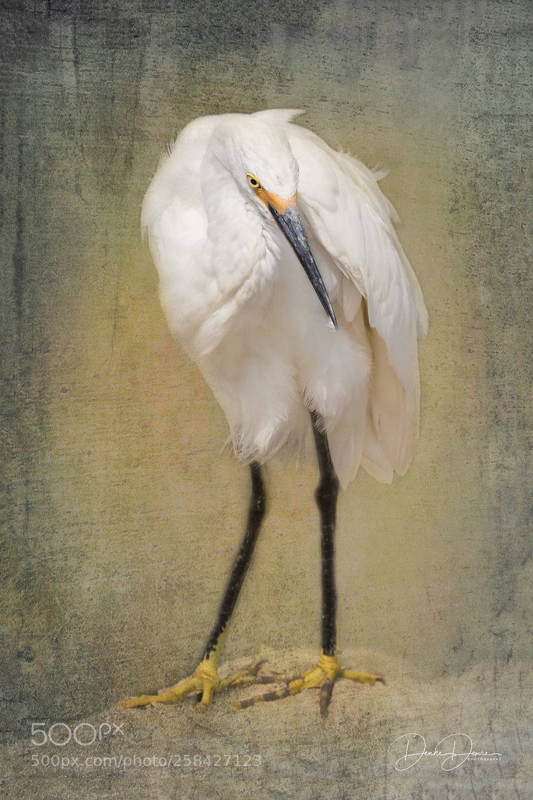 Canon EOS 7D Mark II sample photo. Snowy egret photography