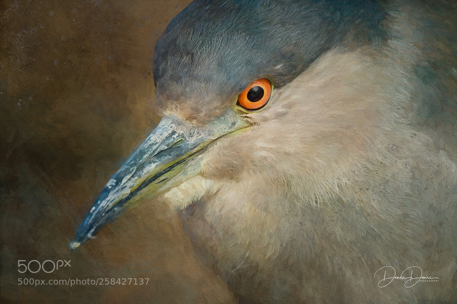 Fujifilm X-T2 sample photo. Black-crowned night heron photography