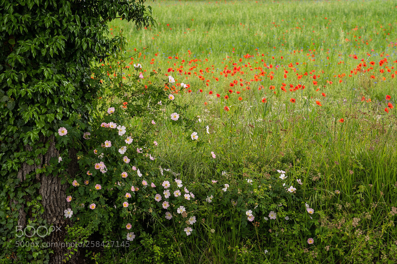 Sony a7 III sample photo. Glimpse of summer photography