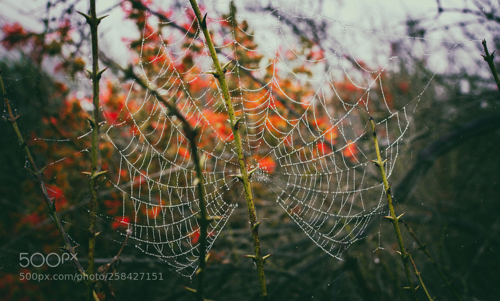Nikon D7200 sample photo. Spider "royal" web photography