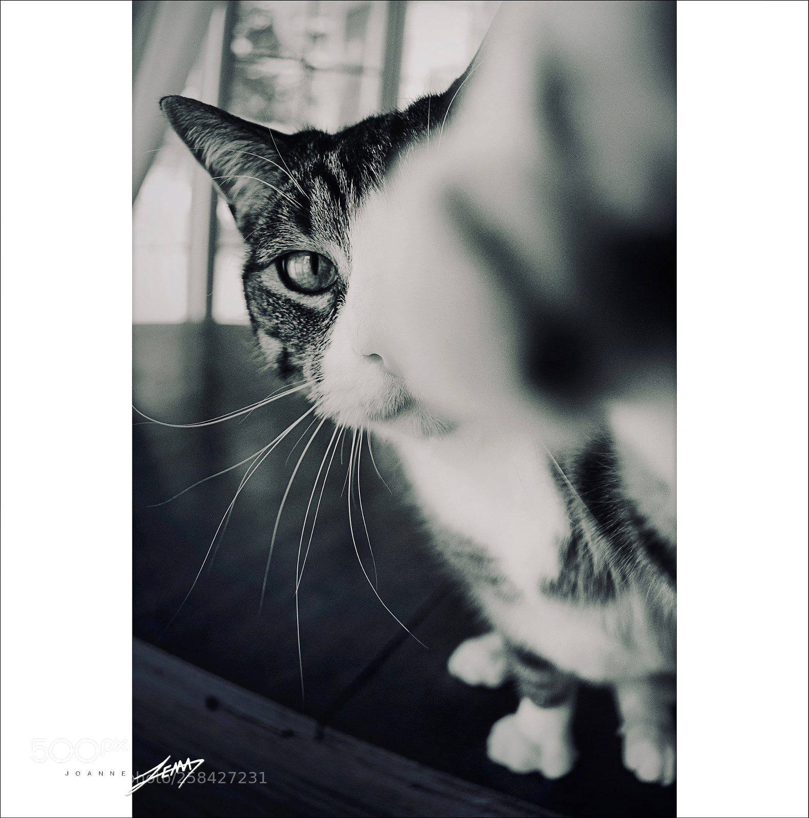 Nikon D3100 sample photo. Paf!!!! crochet du gauche. photography