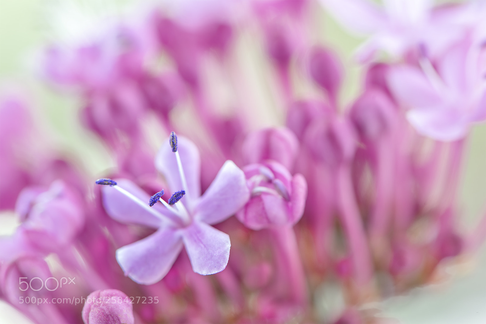 Nikon D810 sample photo. A small part of photography