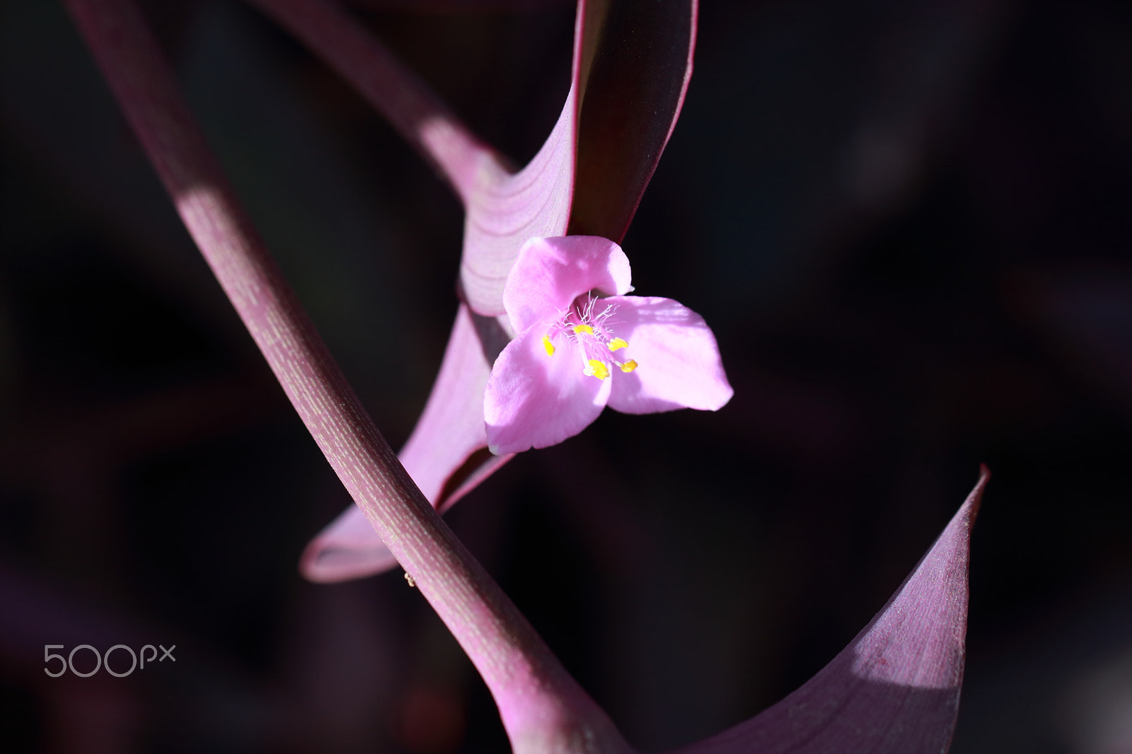 Canon EF 100mm F2.8L Macro IS USM sample photo. Delicacy photography