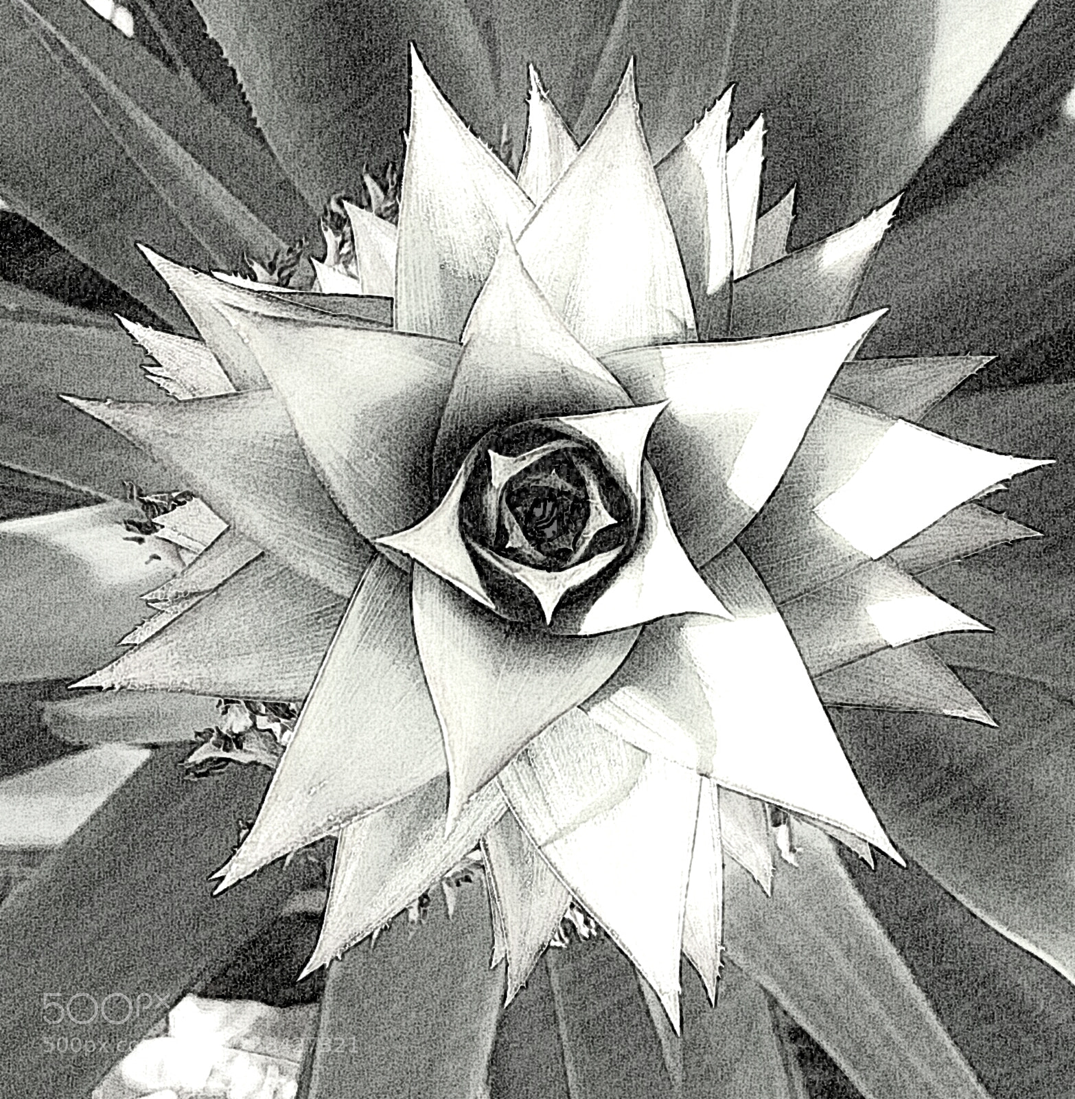 Samsung Galaxy J5(2016) sample photo. Pineapple(sketch-art) photography