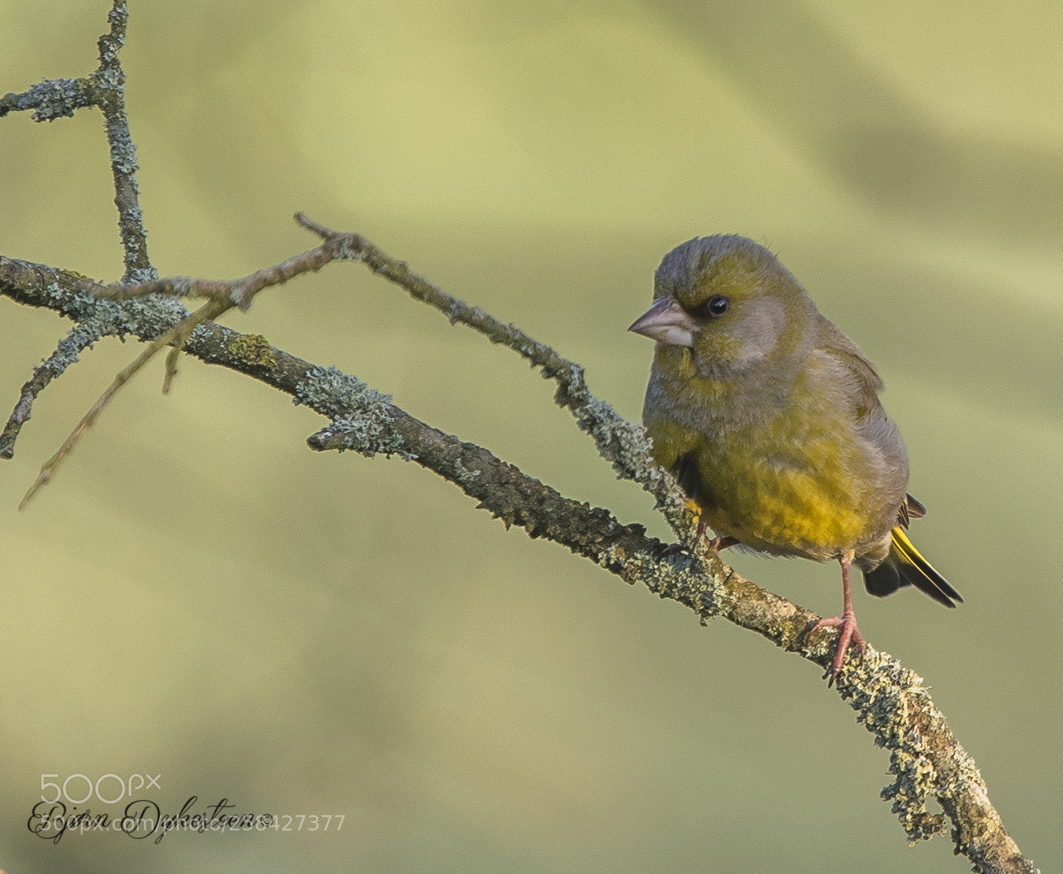 Canon EOS-1D X Mark II sample photo. Greenfinch photography