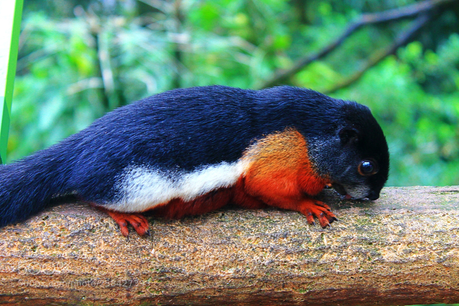 Canon EOS 1100D (EOS Rebel T3 / EOS Kiss X50) sample photo. Spotted at singapore zoo photography