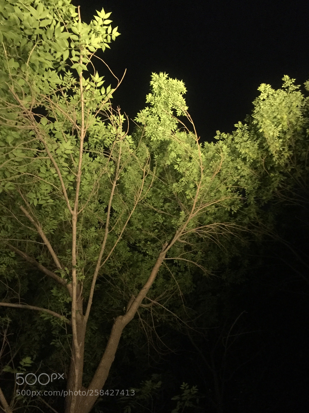 Apple iPhone 6 sample photo. Untitled photography