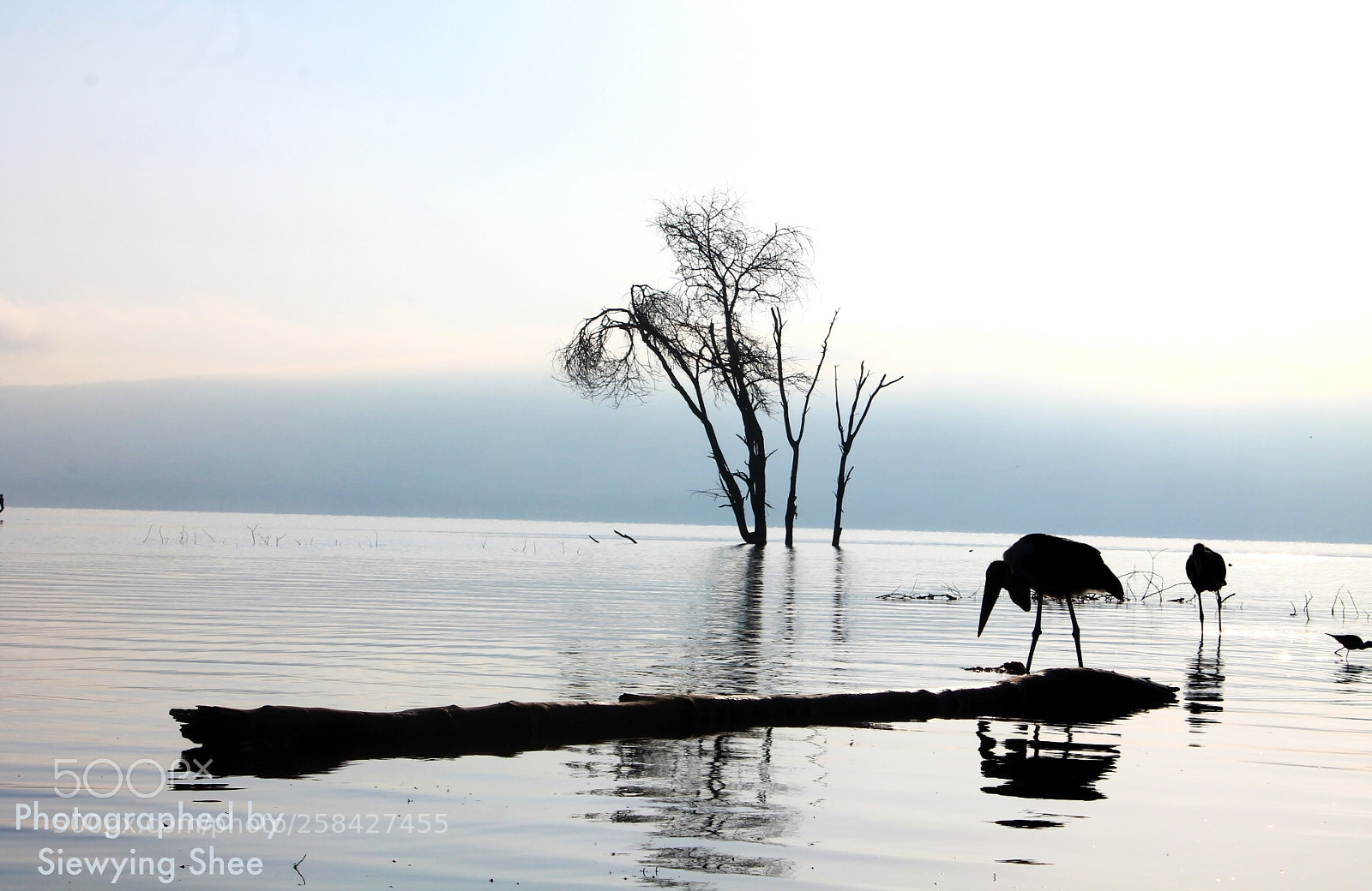 Canon EOS 1100D (EOS Rebel T3 / EOS Kiss X50) sample photo. Lake nakuru national park photography