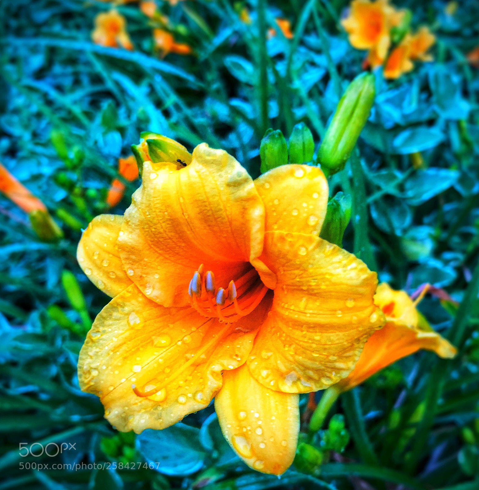 Apple iPhone X sample photo. Morning dew photography
