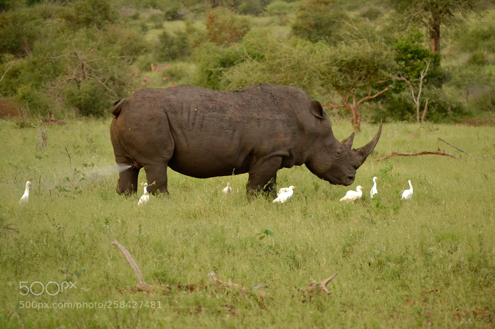 Nikon D3100 sample photo. Golden shower rhino or photography