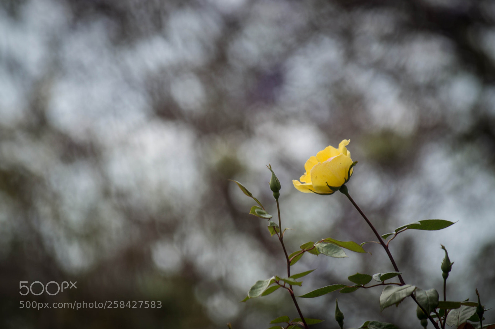 Nikon D3200 sample photo. Icod photography