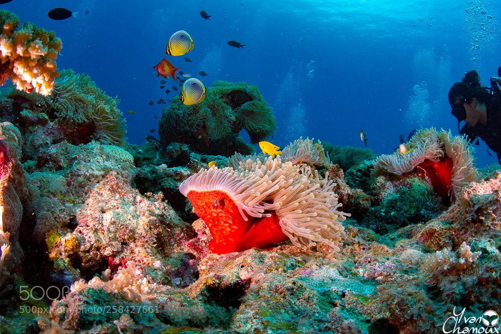 Nikon D7200 sample photo. Reef mayotte photography