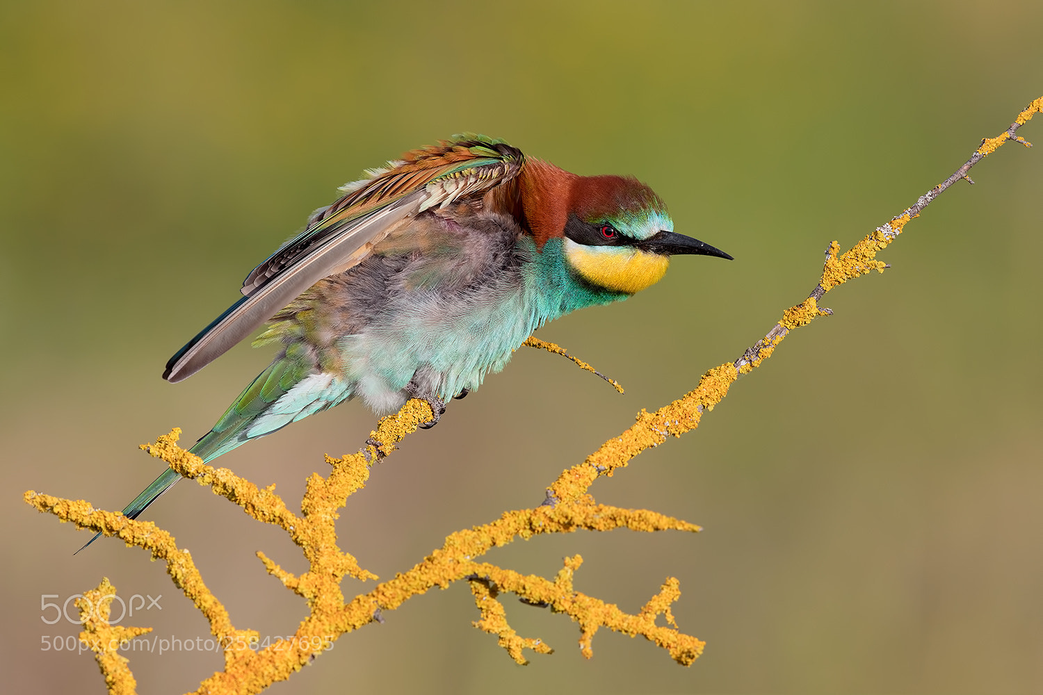 Canon EOS 5D Mark IV sample photo. Bee eater on coral photography