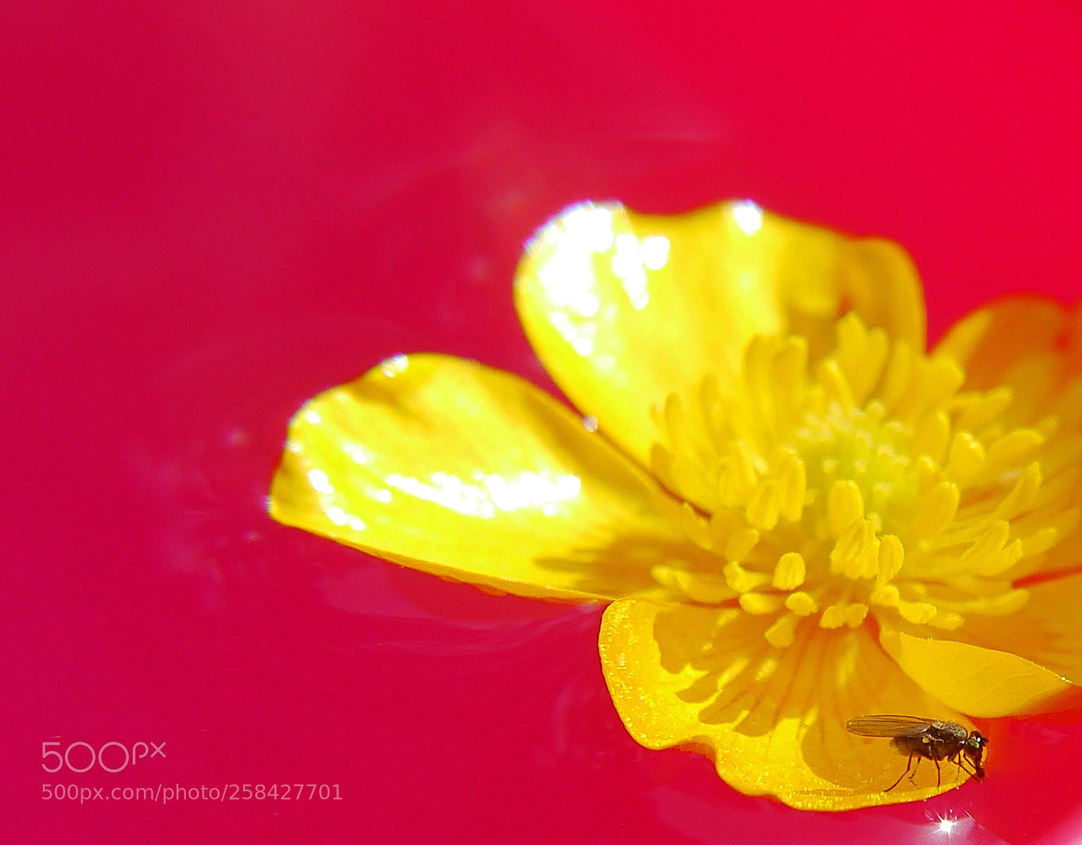 Panasonic Lumix DMC-G3 sample photo. Buttercup photography