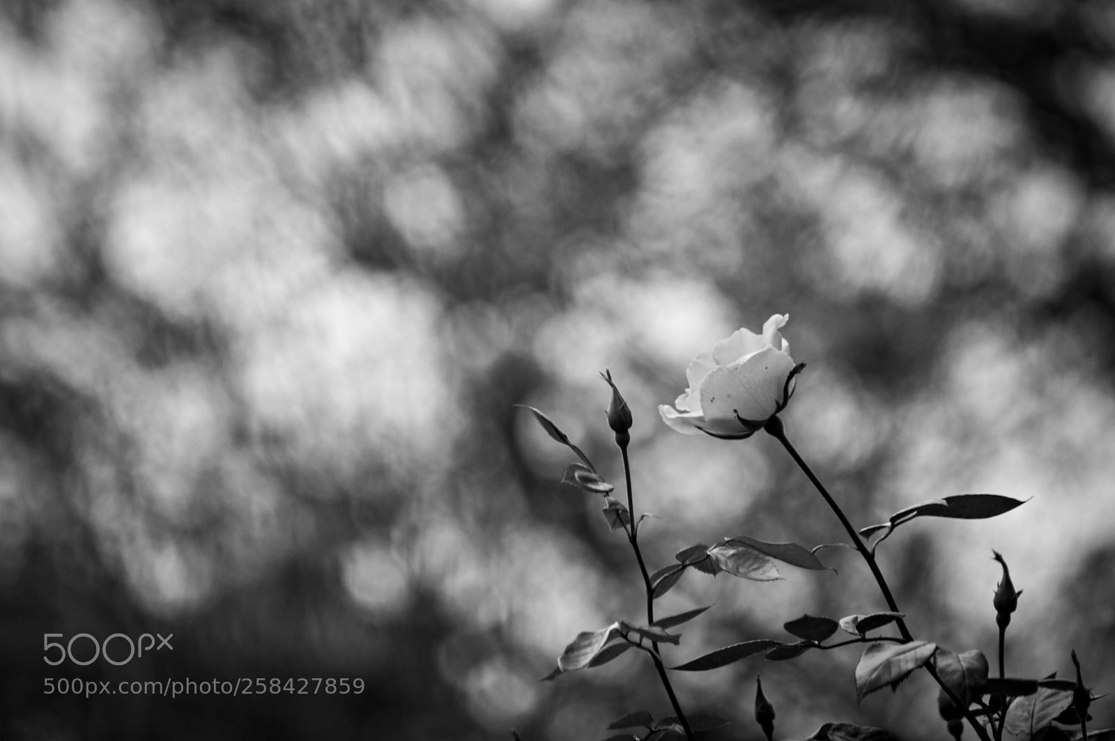 Nikon D3200 sample photo. Icod bnw photography