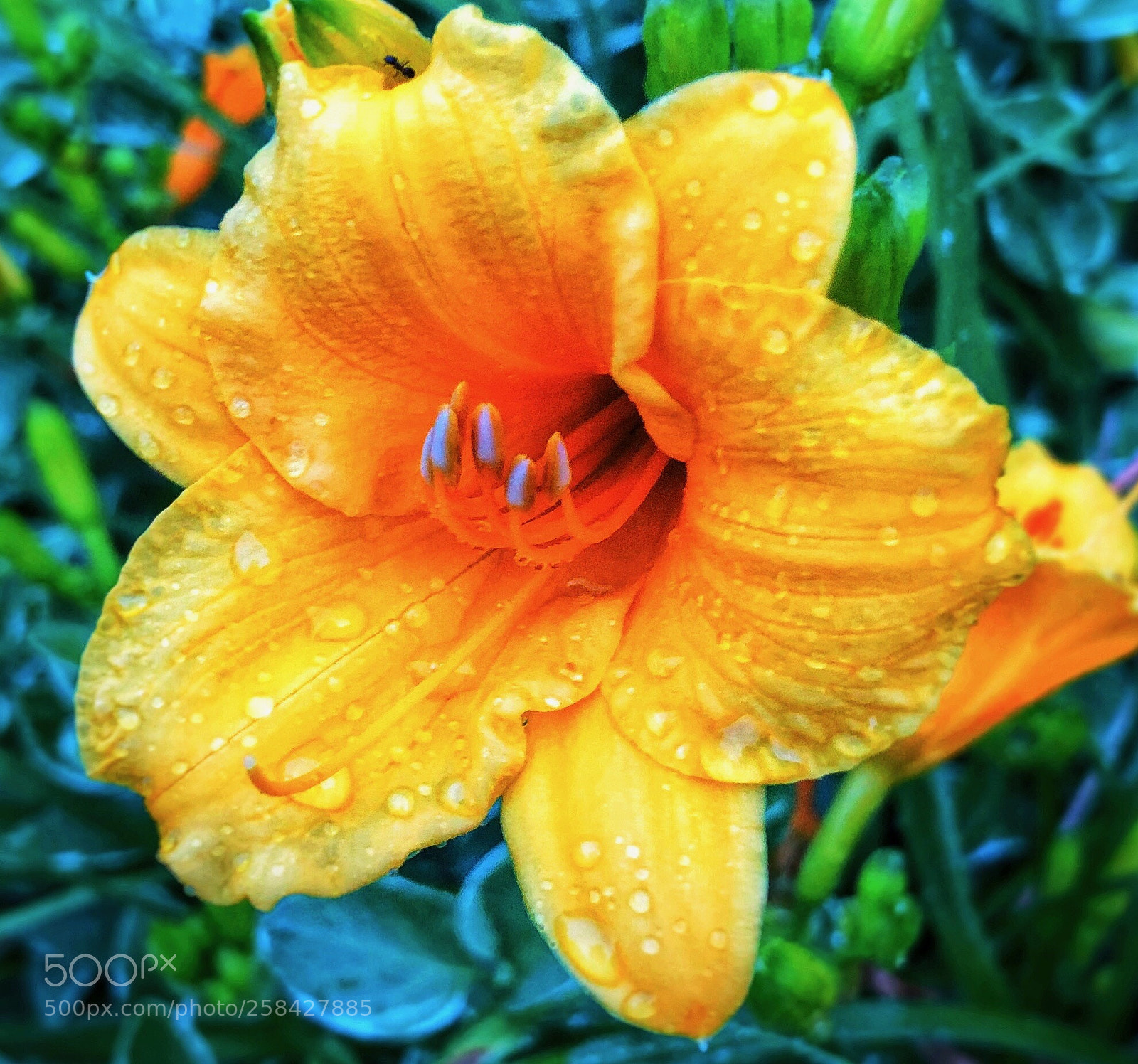 Apple iPhone X sample photo. Morning dew 2 photography