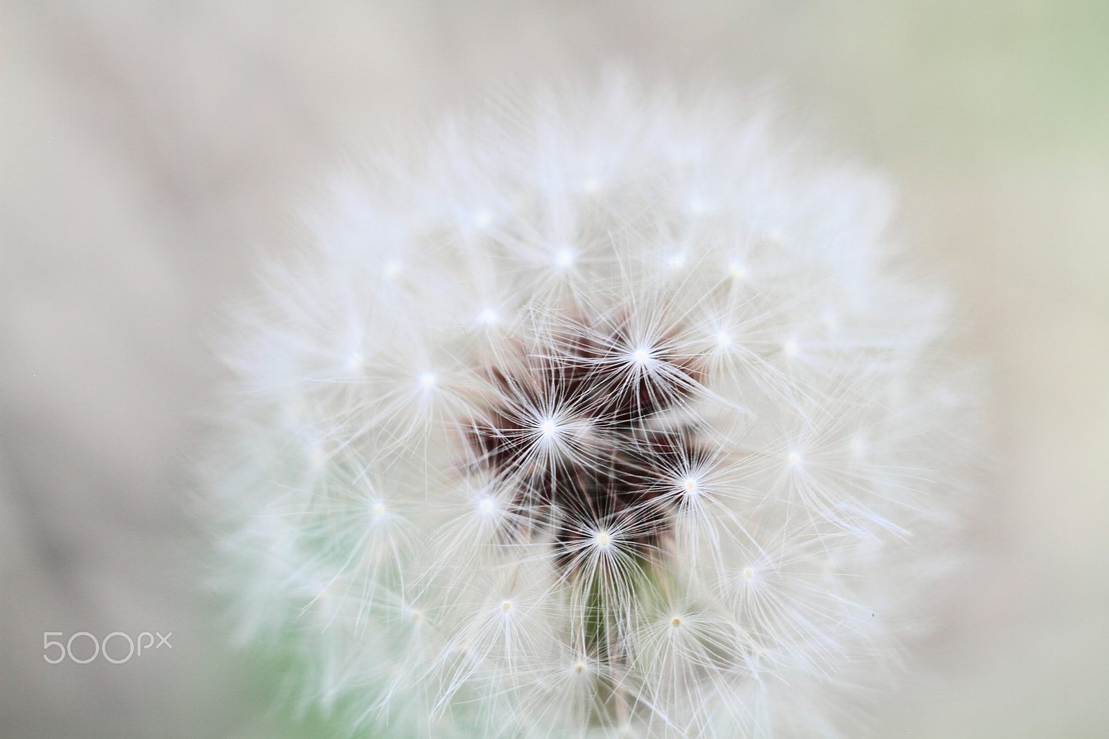 Canon EOS 7D + Canon EF 50mm F1.8 II sample photo. Dandelion seeds photography
