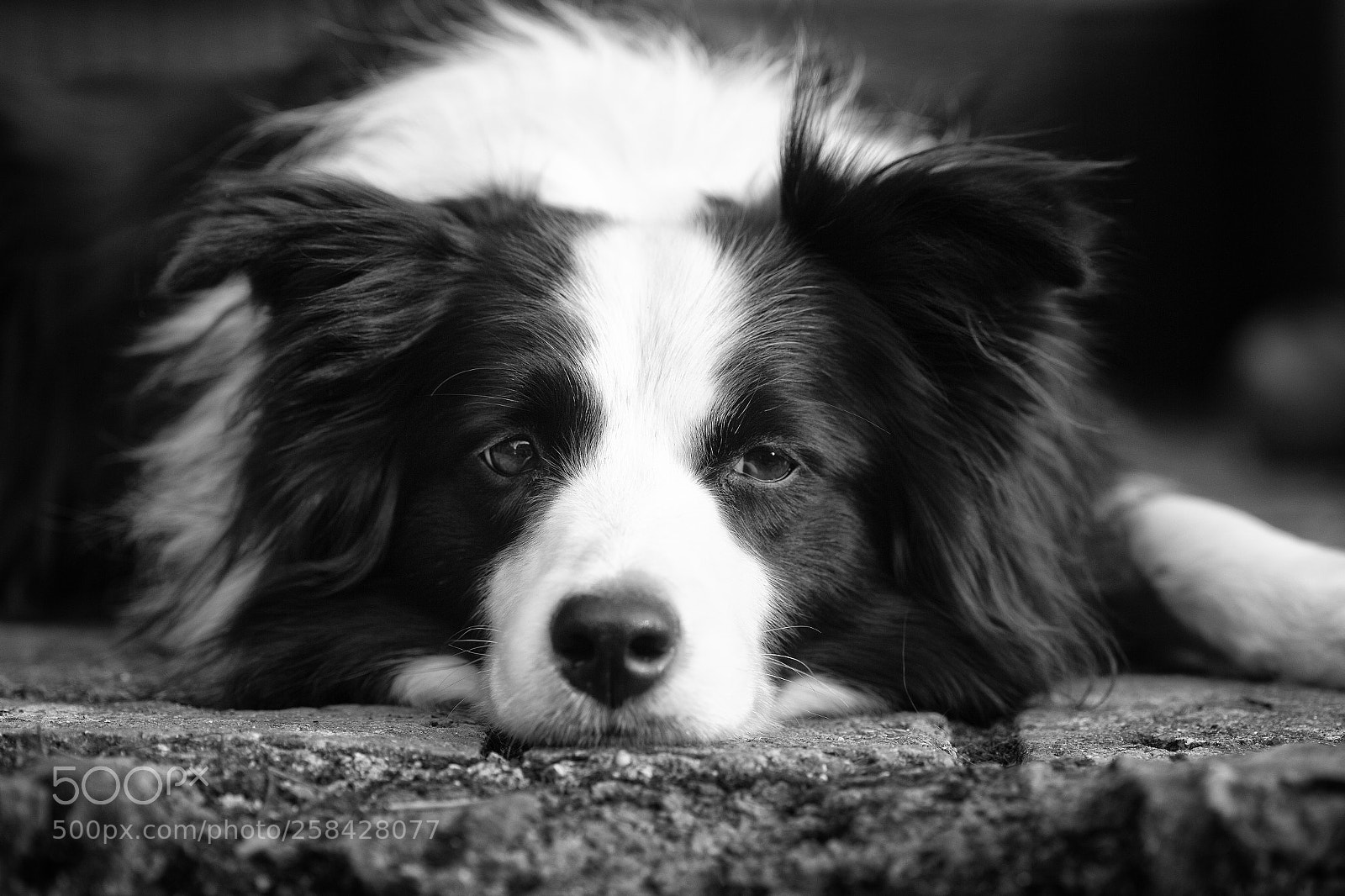 Canon EOS 6D sample photo. Molly in mono photography