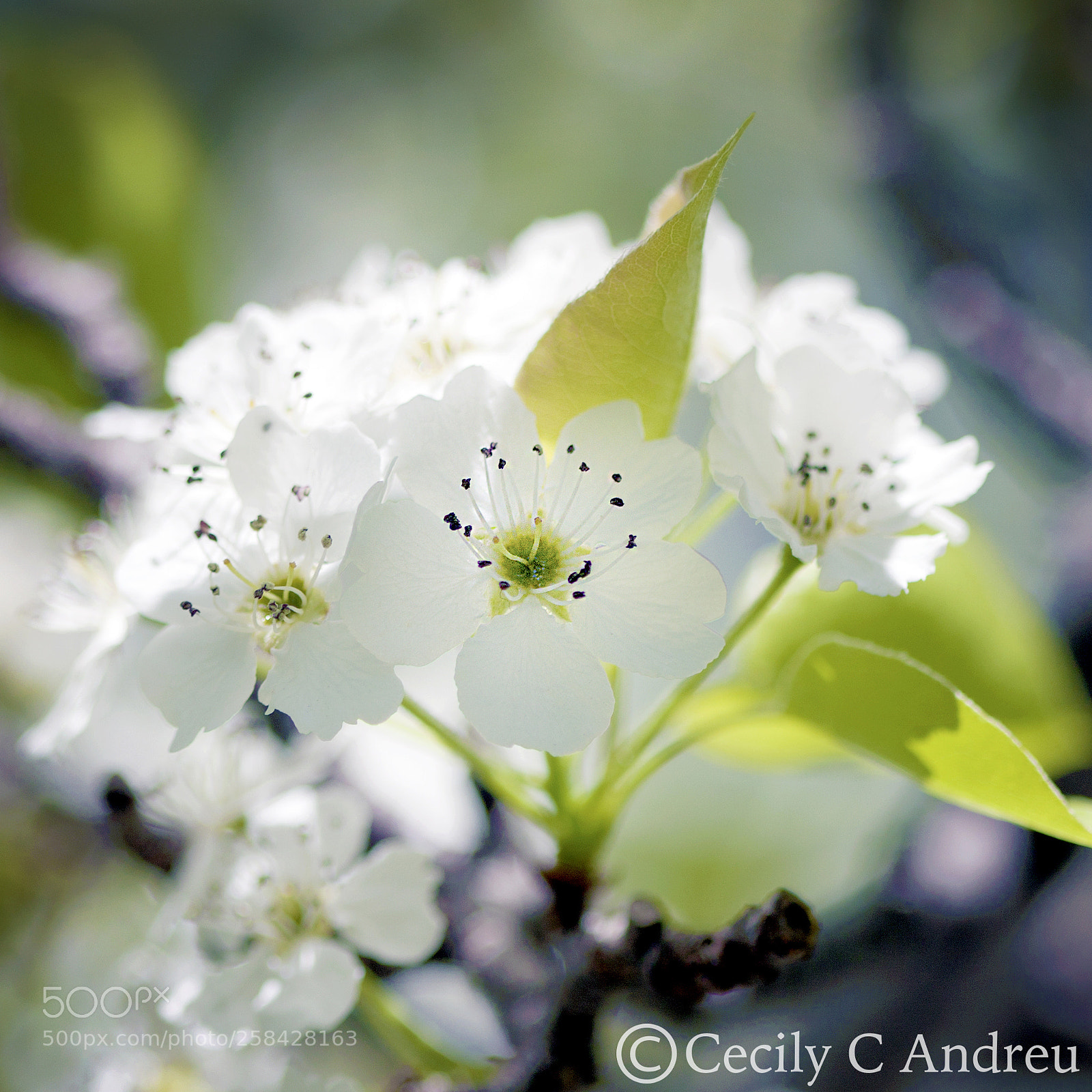Canon EOS 40D sample photo. Bathing under spring sunlight photography