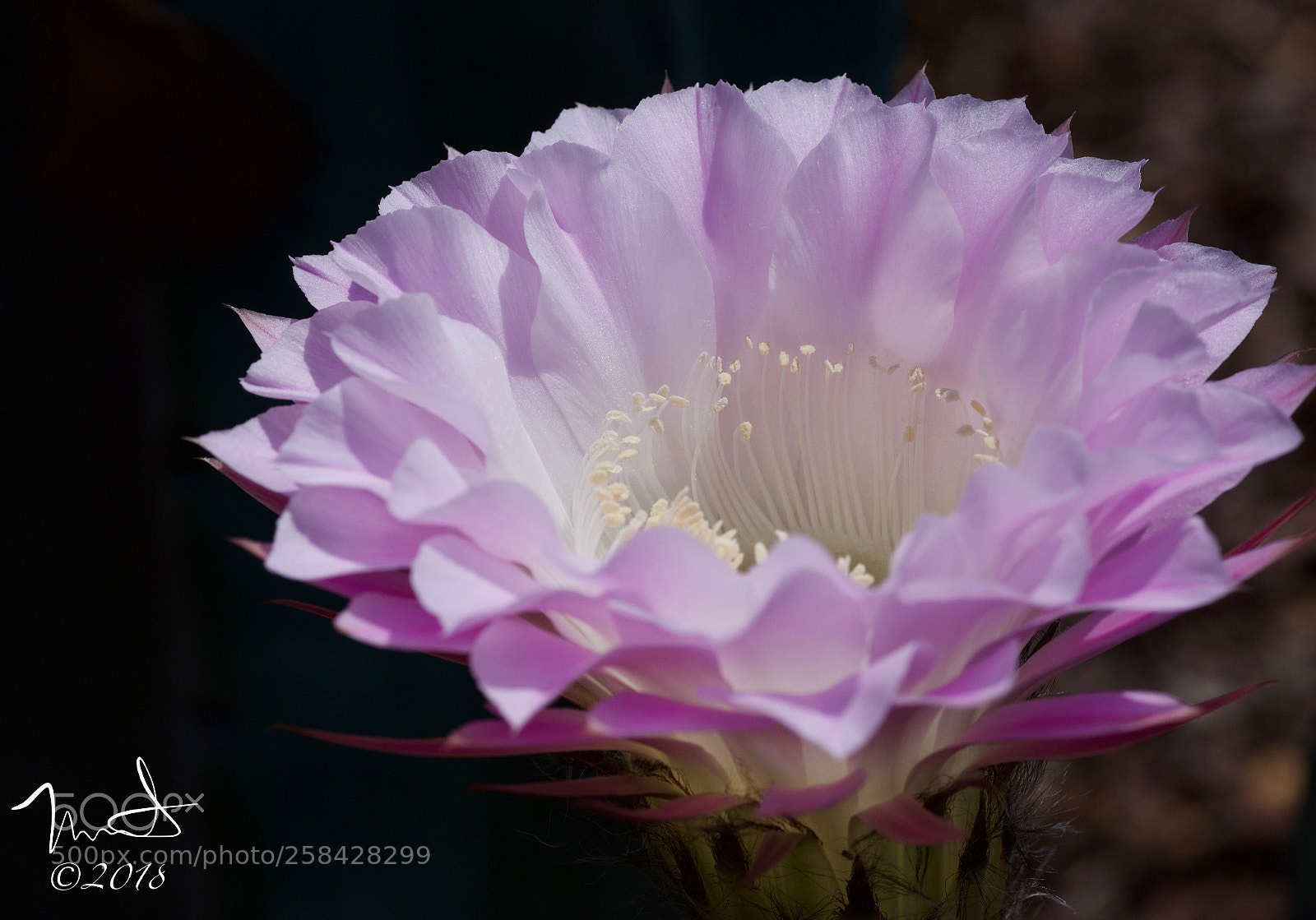 Nikon D750 sample photo. Cactus flower photography