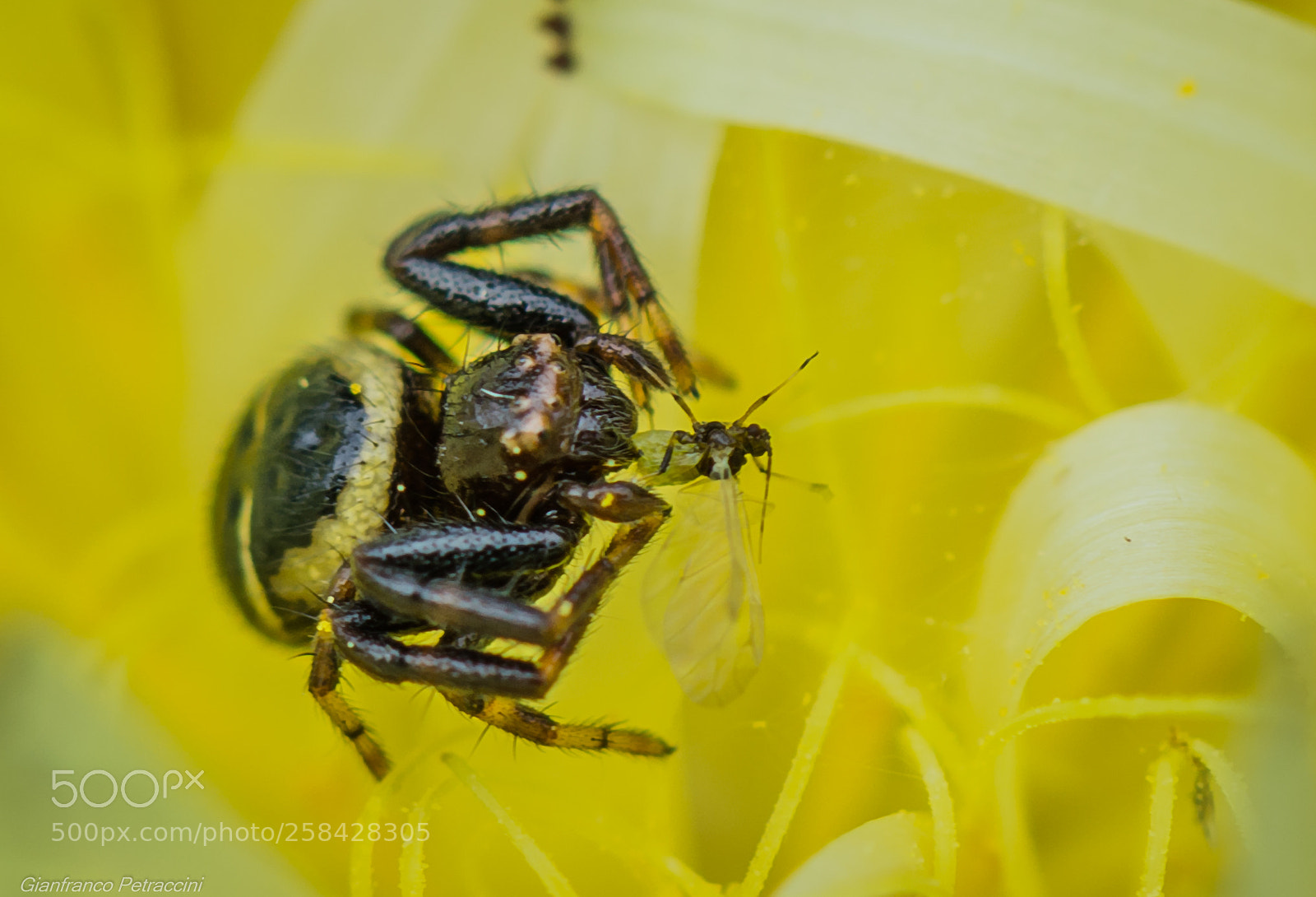 Nikon D7000 sample photo. Spider photography
