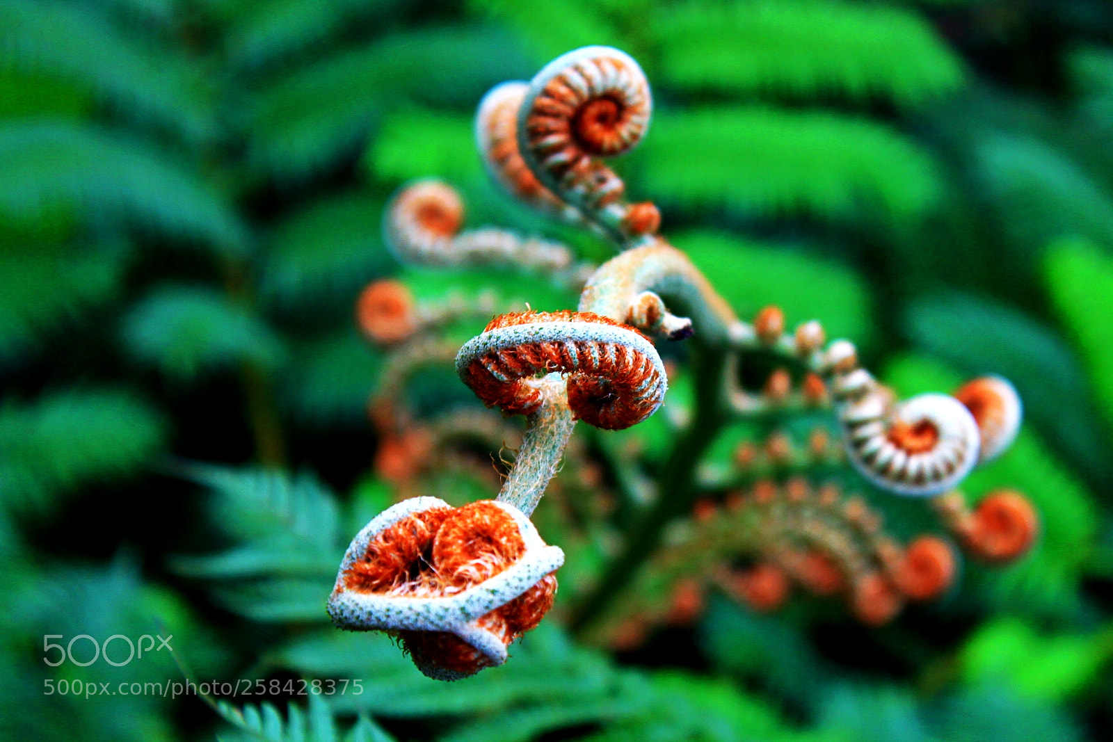 Canon EOS 1100D (EOS Rebel T3 / EOS Kiss X50) sample photo. Fiddleheads spotted at linmei photography