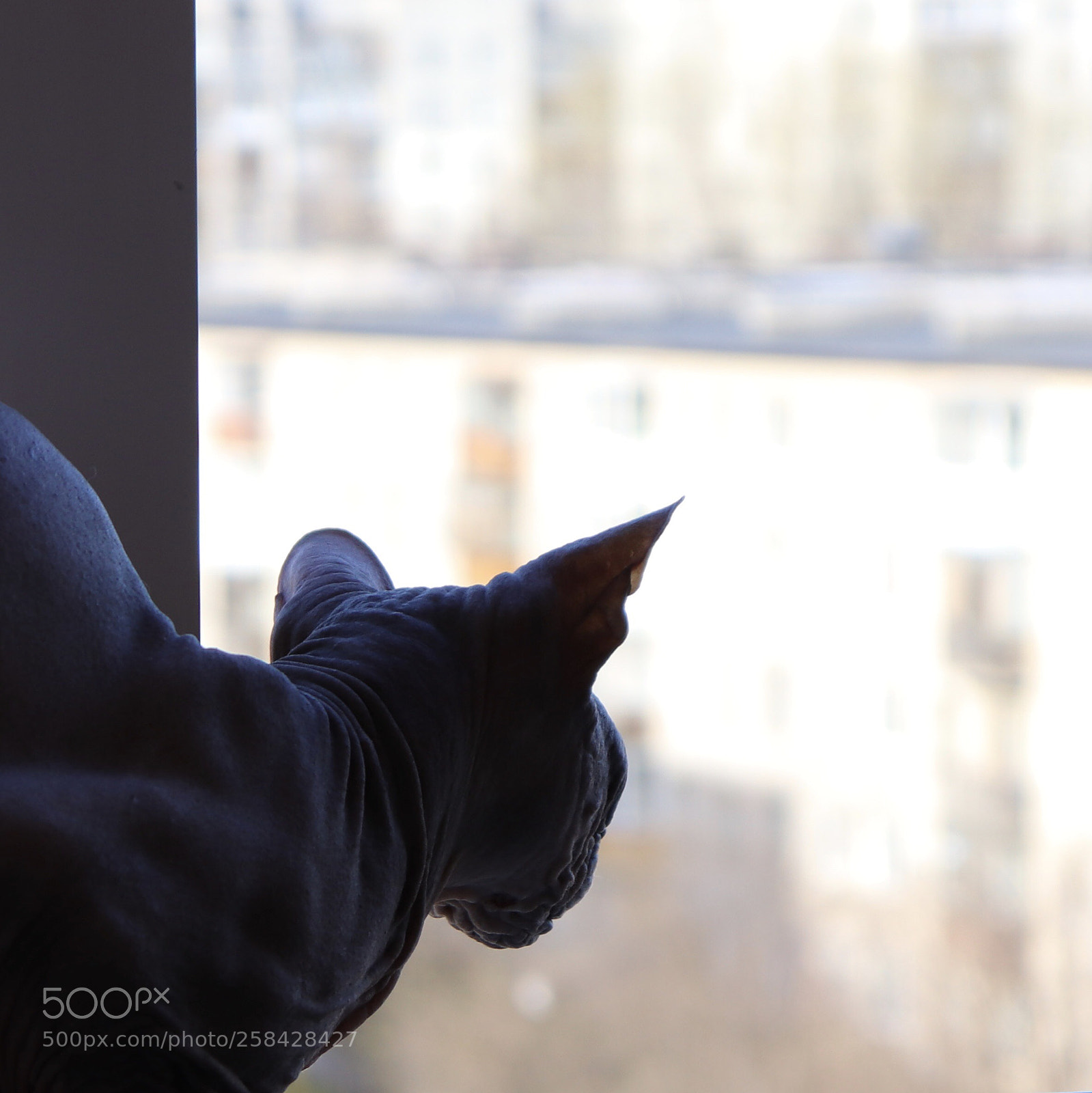 Canon EOS 77D (EOS 9000D / EOS 770D) sample photo. Saunter photography