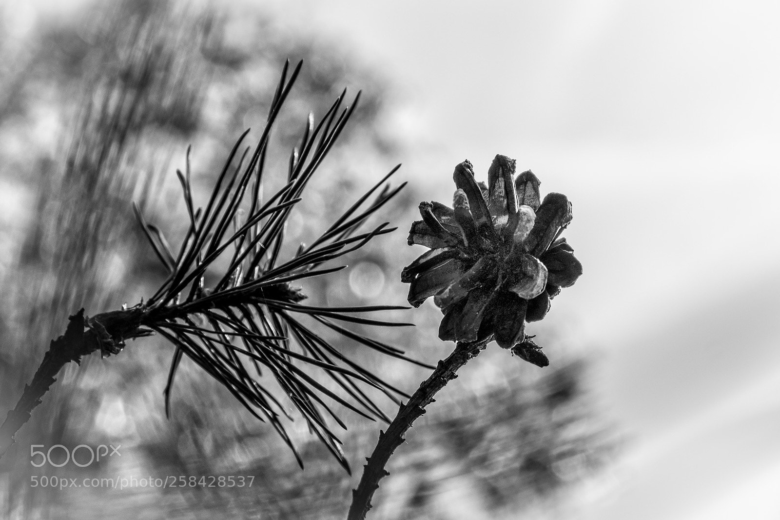 Fujifilm X-T2 sample photo. Pinecone photography
