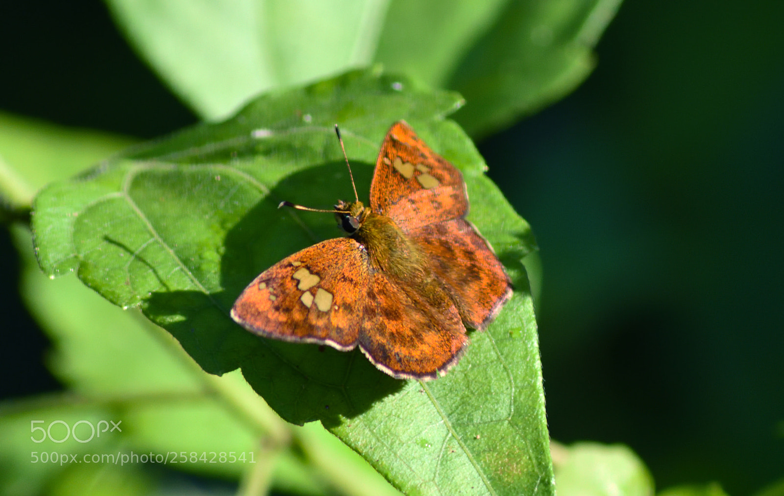 Nikon D7200 sample photo. Fulvous pied flat photography