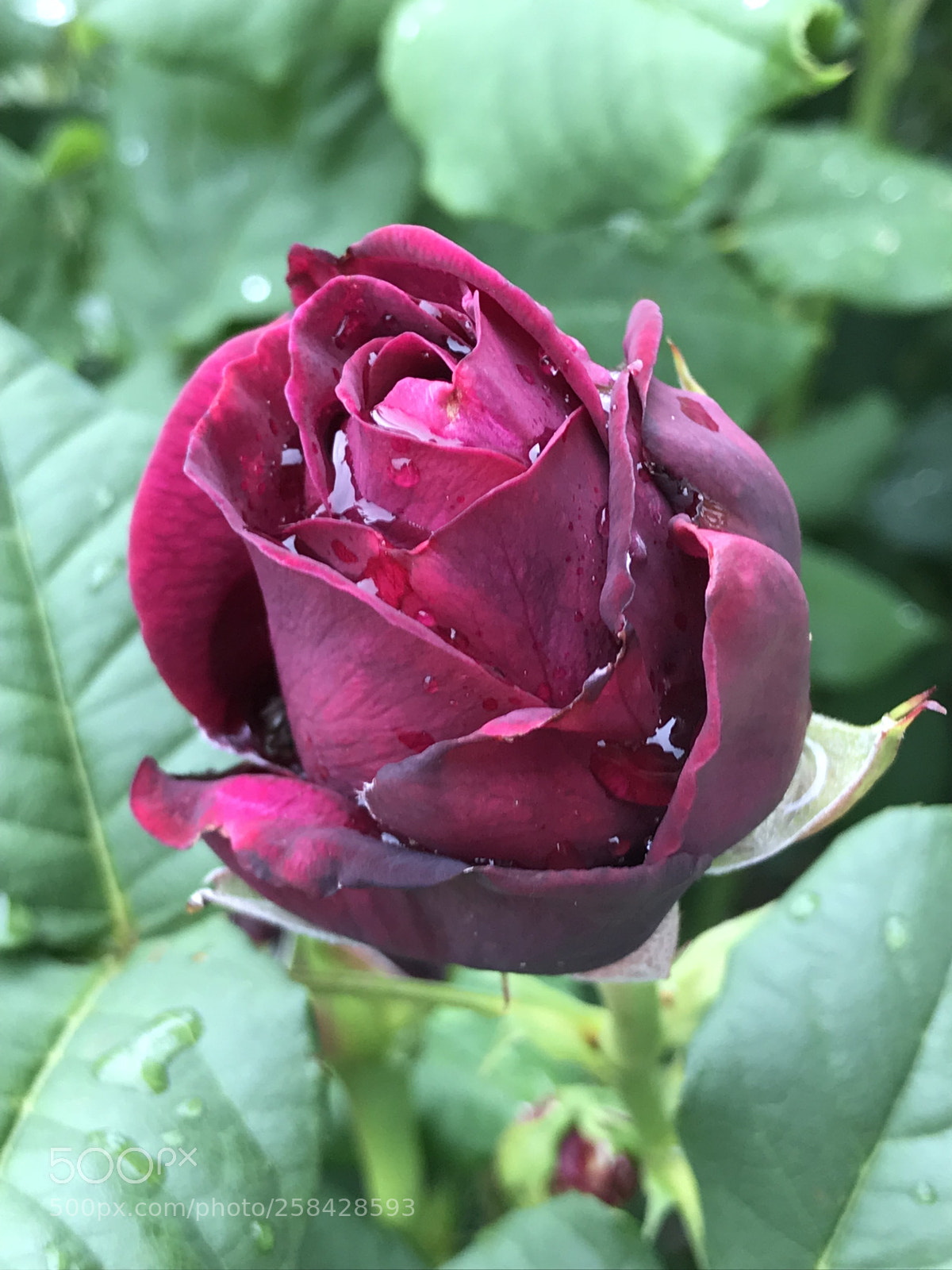 Apple iPhone 7 sample photo. „red beauty after rain“ photography