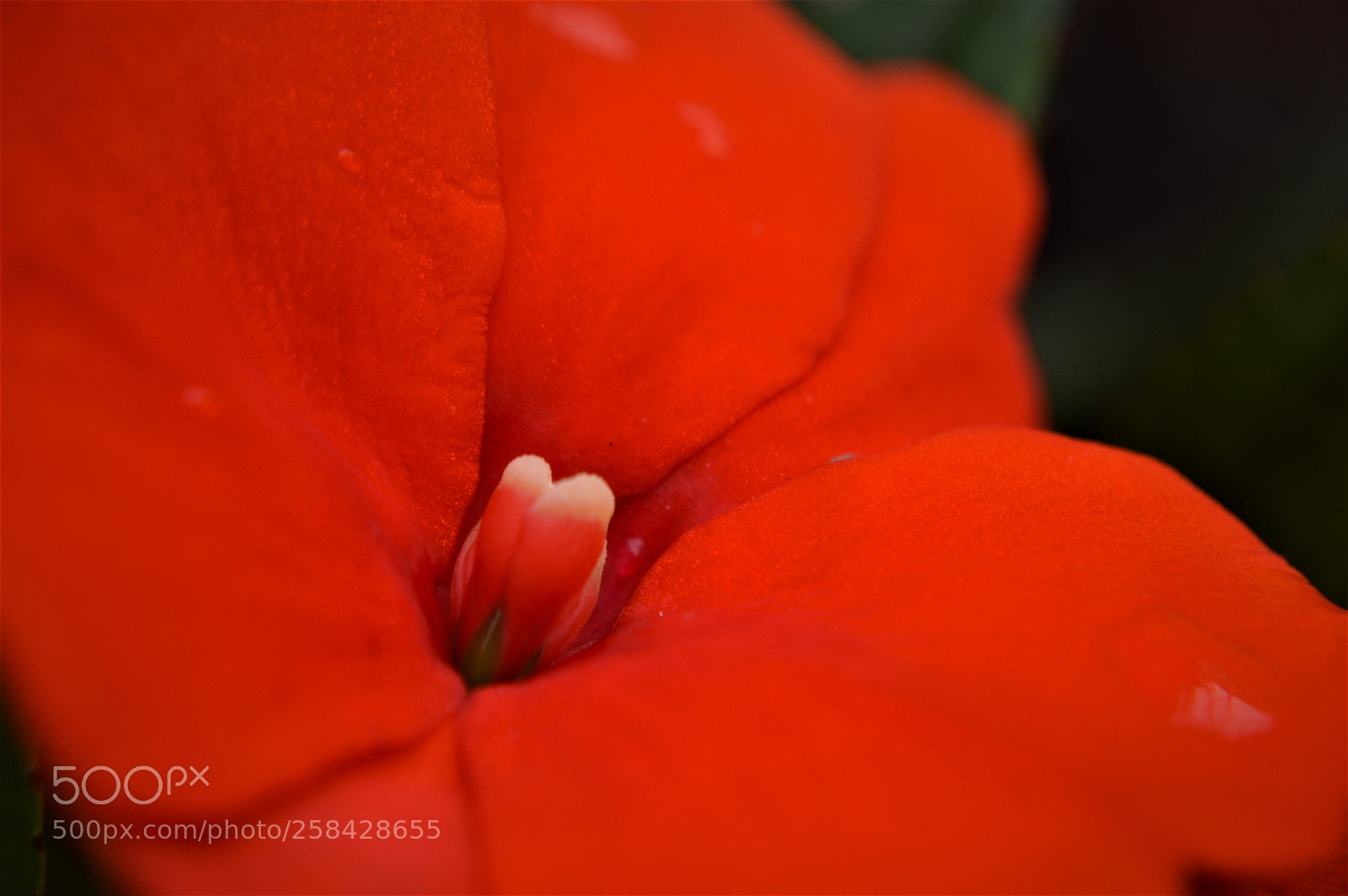 Nikon D3200 sample photo. New guinea impatien photography