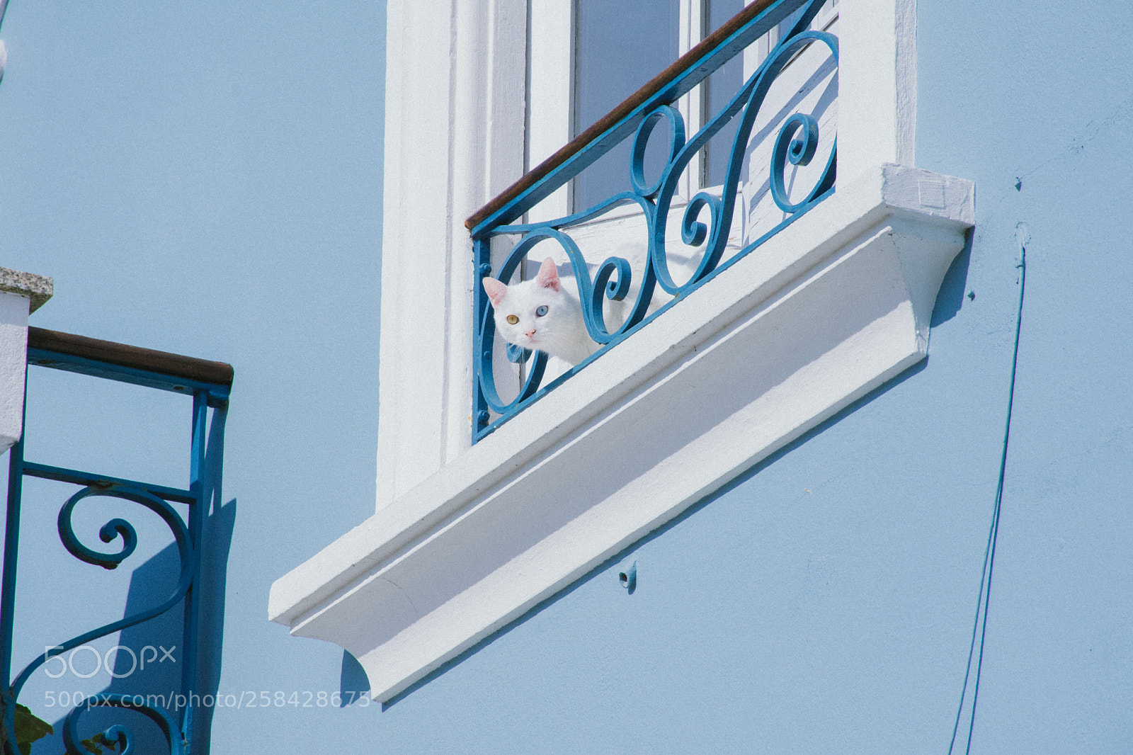 Nikon D7200 sample photo. I see you. photography